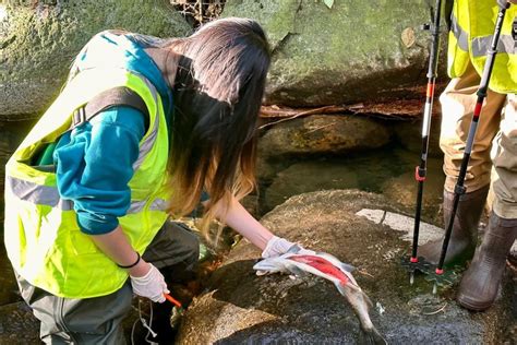 B.C. stream watchers link ‘unprecedented’ coho salmon kill to tire toxin and drought